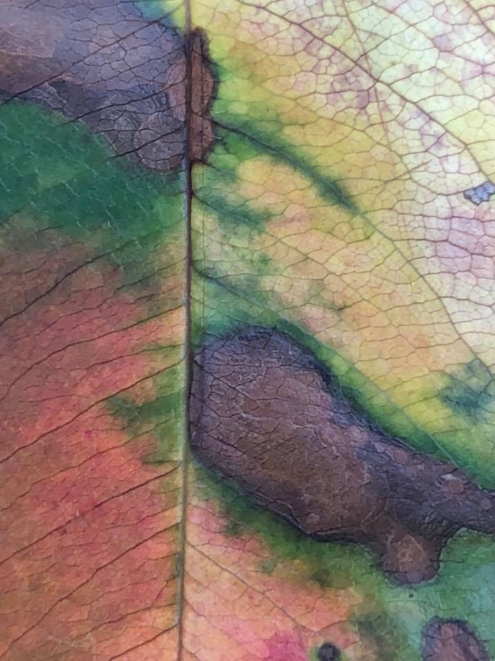 "Happenstantial Painting: Leaf," forced close-up of leaf in autumn with tones of red, orange, yellow, copper, umber, and green